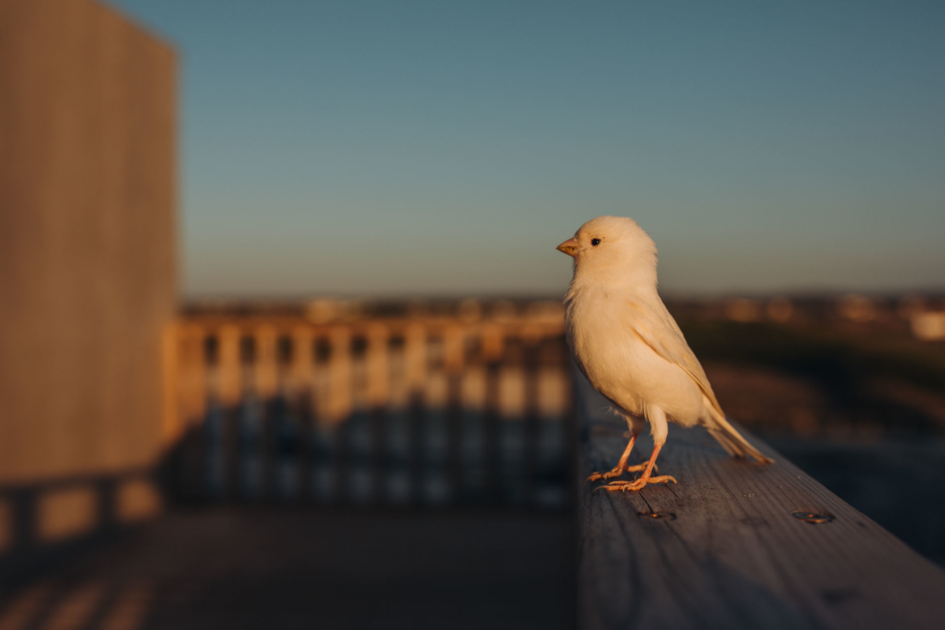 Foto Sessão de Grávida na Praia - Imagem 15